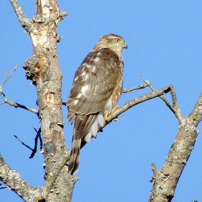 Sharp-Shinned Hawk