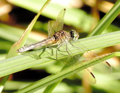 Blue Dasher