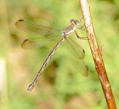 Great Spreadwing