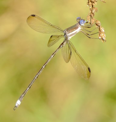 Great Spreadwing