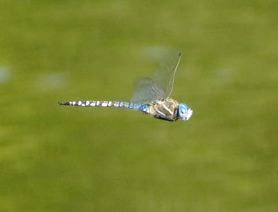 Blue-Eyed Darner