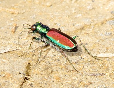 Splendid Tiger Beetle
