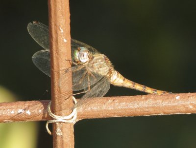 Blue-Faced Meadowhawk
