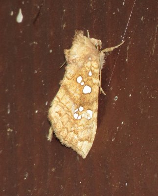 Ash Tip Borer Moth