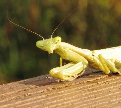 Carolina Mantis