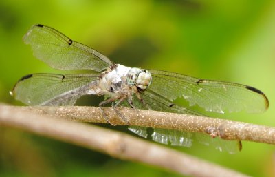Great Blue Skimmer