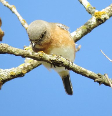 Eastern Bluebird