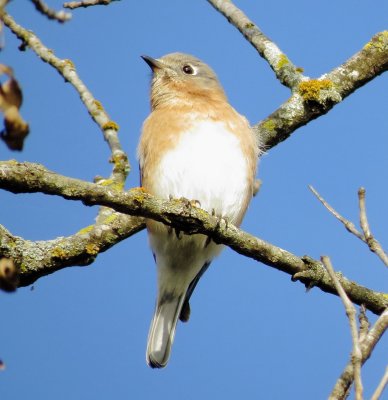 Eastern Bluebird