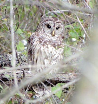 Barred Owl