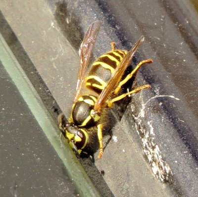 Eastern Yellowjacket
