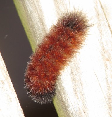 Isabella Tiger Moth Caterpillar