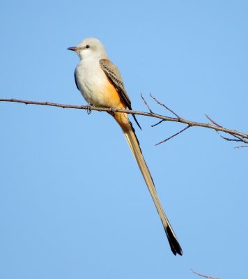 Scissor-Tailed Flycatcher