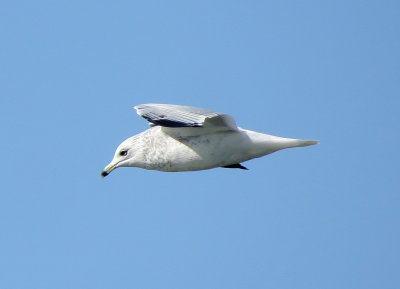 Ring-Billed Gull