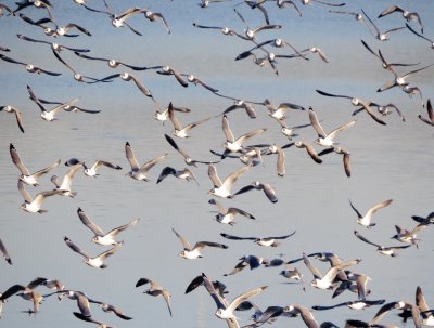 Franklin's Gull