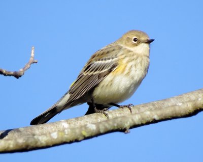 Myrtle Warbler