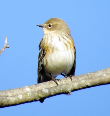 Myrtle Warbler