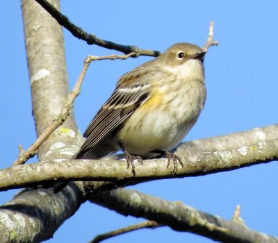 Myrtle Warbler