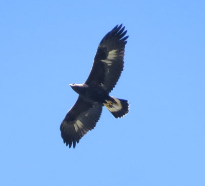 Golden Eagle