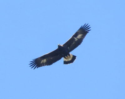 Golden Eagle