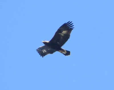 Golden Eagle