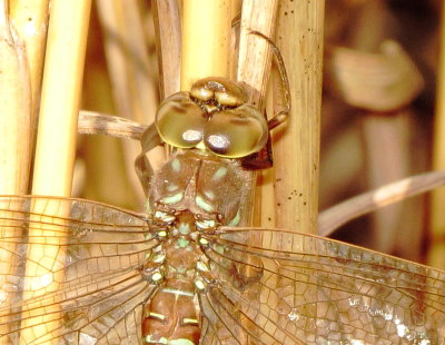 Shadow Darner