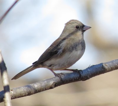 Dark-Eyed Junco