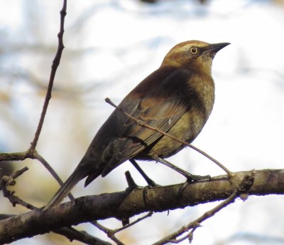 Rusty Blackbird