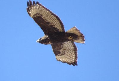 Harlan's Red-Tailed Hawk