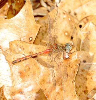 Blue-Faced Meadowhawk