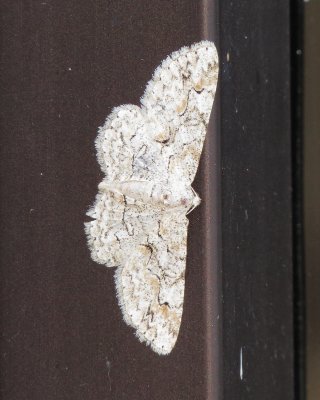 Brown-Shaded Gray