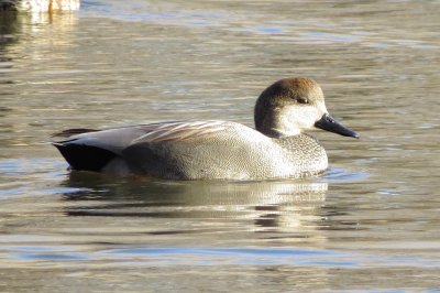 Gadwall
