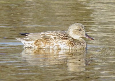 Gadwall