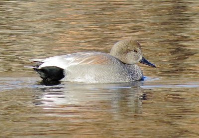 Gadwall