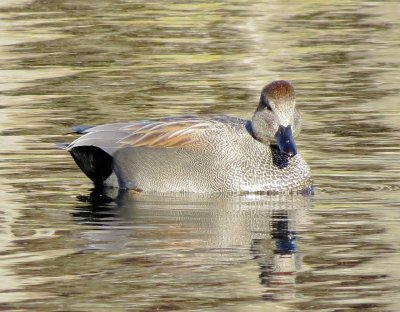 Gadwall