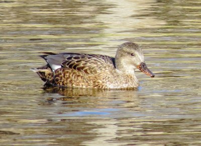 Gadwall