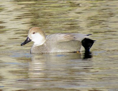 Gadwall