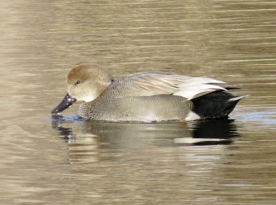 Gadwall