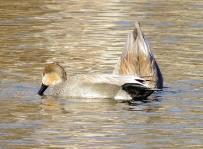 Gadwall