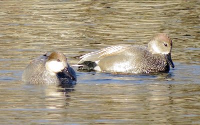Gadwall