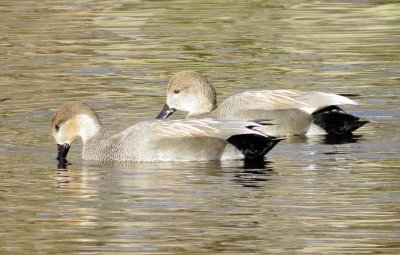 Gadwall
