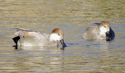 Gadwall