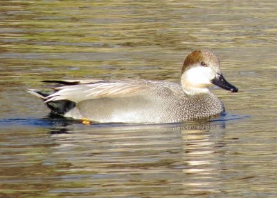 Gadwall