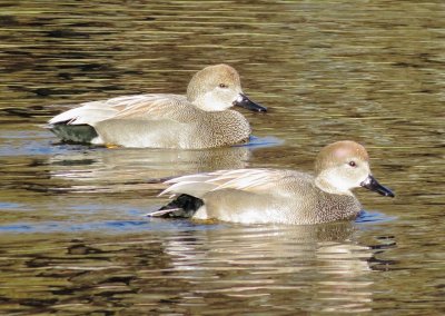 Gadwall
