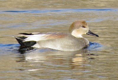 Gadwall