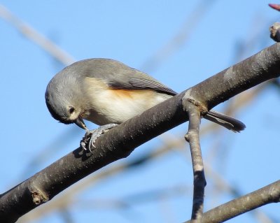 Tufted Titmouse