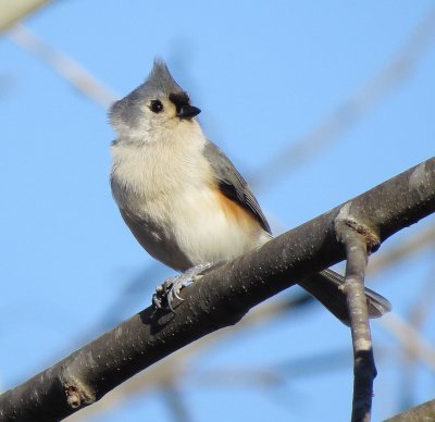 Tufted Titmouse