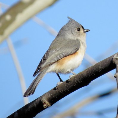 Tufted Titmouse