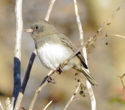 Dark-Eyed Junco