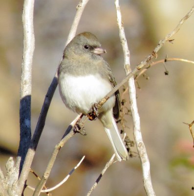 Dark-Eyed Junco