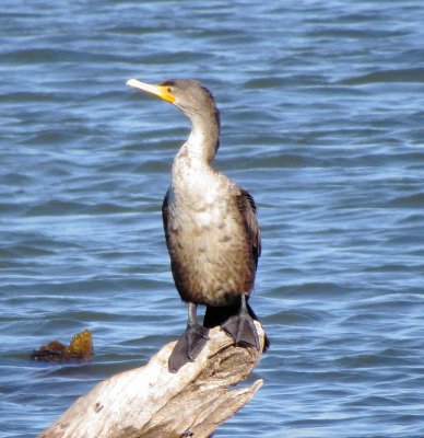 Double-Crested Cormorant